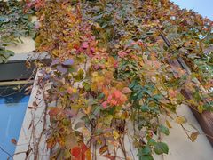 -大塘金香草谷