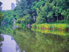 -侨美·唐荔园·40年地道粤菜