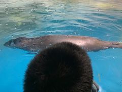-大连圣亚海洋世界