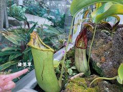 -上海辰山植物园