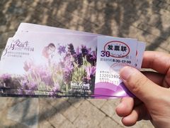 -大塘金香草谷