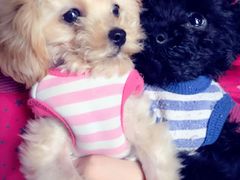 -西安京西宠物医院·瘫痪·疑难杂症