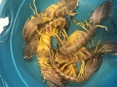 -拉威海鲜市场