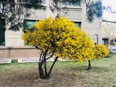 -辽宁大学(崇山校区)