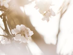 -桃花堤公园