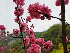 -太平万花山景区
