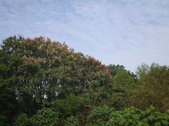 -洛阳市隋唐城遗址植物园