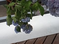 -棒约翰比萨·意面(张江长泰店)