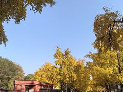 -三里屯东五街银杏大道