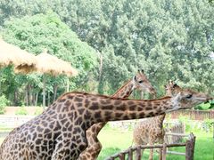 -北京野生动物园