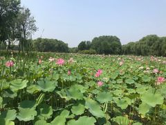 -东郊湿地公园