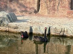 -太阳部落
