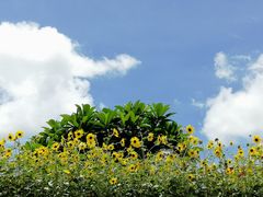 -仙岳公园