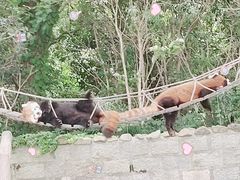 -上海野生动物园
