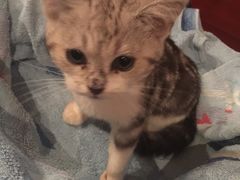 -Bastet sally猫舍购宠(静安店)