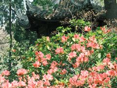 -惠山古镇·寄畅园