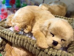 -星光糖果屋
