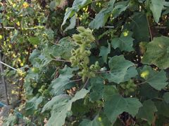 -广西壮族自治区药用植物园