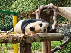 -广州长隆野生动物世界