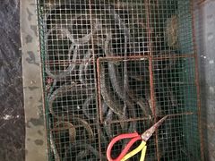 -老梅园大虾城(河西店)