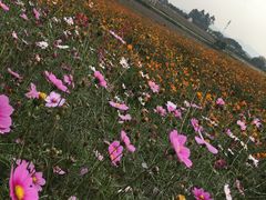 -紫颐香薰山谷景区