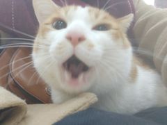 -伟伟宠物医院·瑞派猫友好医院·猫科(光谷店)