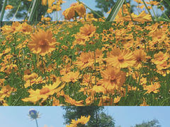 -佛手湖郊野公园