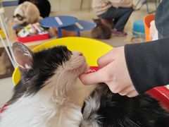 -平行世界·猫咖(首经贸店)