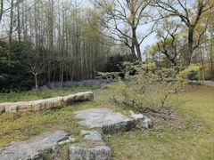 -上海滨江森林公园