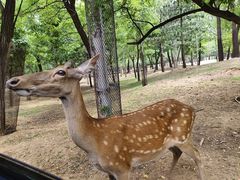 -秦皇岛野生动物园