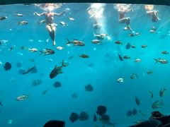 -瑞德姆美人鱼海底演艺主题餐厅(亚龙湾店)