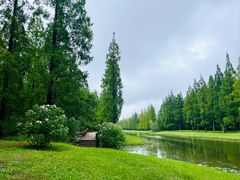 -黄海国家森林公园