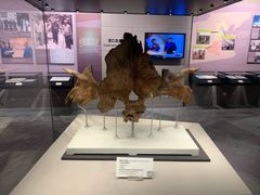 -北京周口店北京人遗址博物馆
