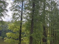 -三水森林公园