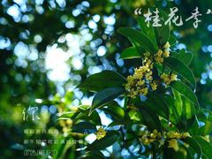 -杭州半山国家森林公园