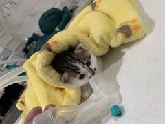 -萌兽医馆·宠物医院·猫骨科(创景店)