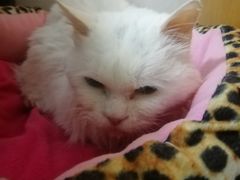 -纳吉亚猫专科动物医院博雅分院