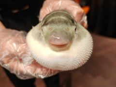 -肆月河豚·淮扬菜·湘菜(华天店)