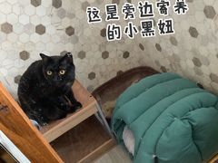-宠爱国际动物医院·消化内科·心肾内科·ISFM猫友好(望京店)