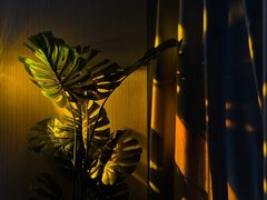 -浅森·龙凤筋SPA·私域调理