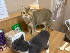 -唐小姐の私宠·宠物洗护美容·撸猫馆·购宠(周浦万达旗舰店)