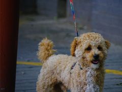 -大学习巷清真寺