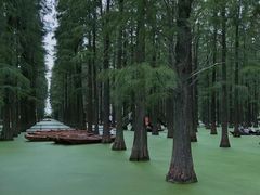 -渌洋湖湿地公园