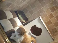 -宠爱国际动物医院· 猫科· 外科·中兽医(长白店)