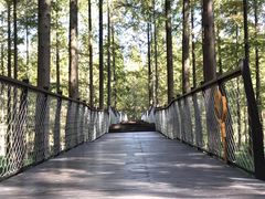 -黄海国家森林公园