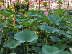 -小王府(什刹海店)