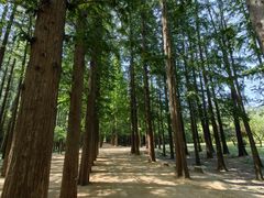 -日照海滨国家森林公园