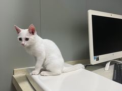 -伟伟宠物医院·瑞派猫友好医院·猫科(光谷店)
