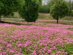 -白鹭湾湿地公园