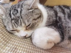 -MOCHA明星猫咖(田子坊店)